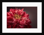 Peony flower by Assaf Frank